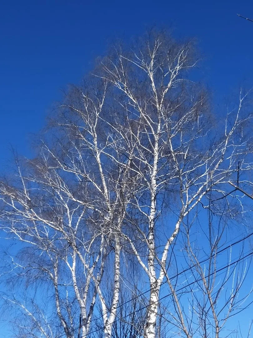 Фотоохота "Привет, Весна!"
